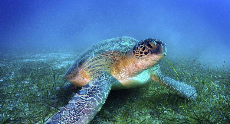 Ile żółwi morskich waży?
