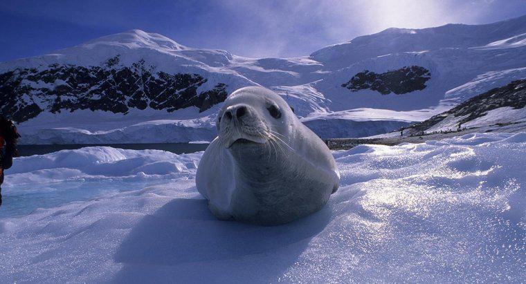 Jakie rodzaje zwierząt żyją na Antarktydzie?
