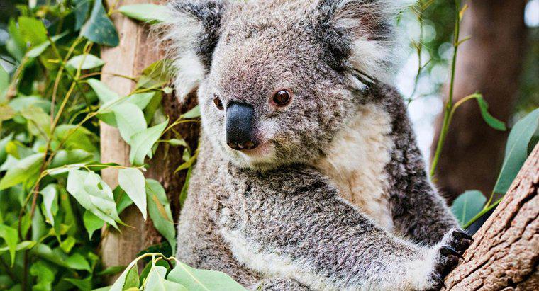 Dlaczego zagrożone są Koalas?