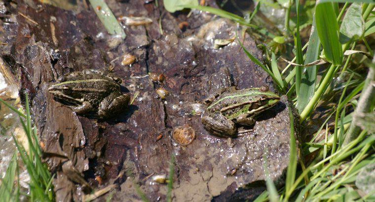 How Do Frogs Mate?