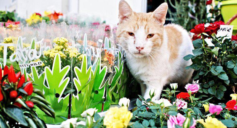 Czy Bromeliads jest toksyczny dla kotów?