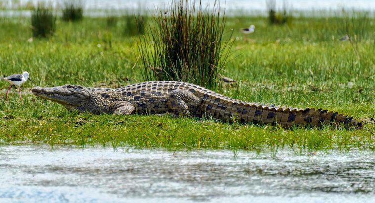 Czy krokodyle są większymi niż aligatory?