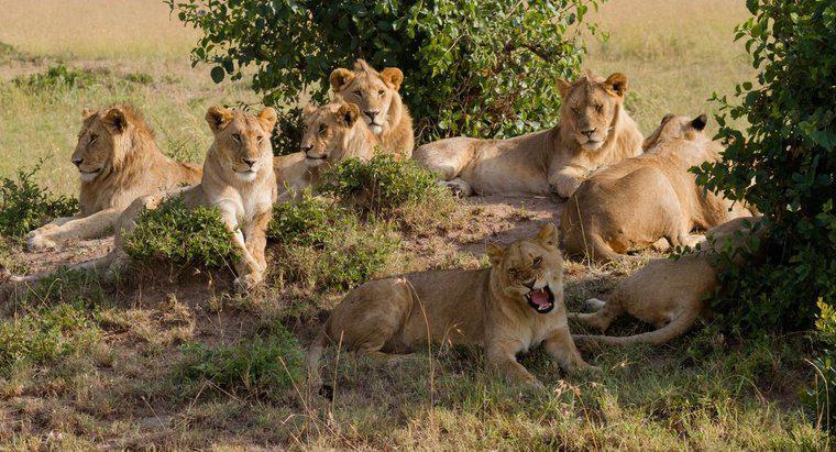 Jak nazywa się grupę lwów?