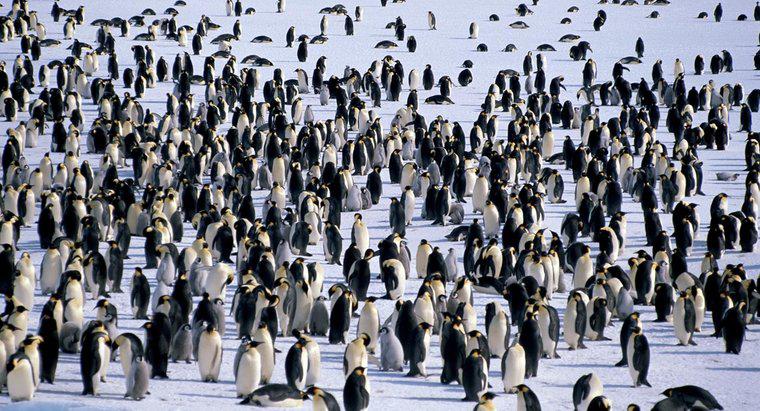 Gdzie mieszkają pingwiny?