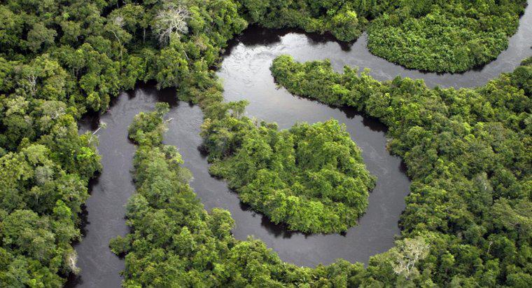 Jakie rodzaje ciał wodnych znajdują się w tropikalnym lesie deszczowym?