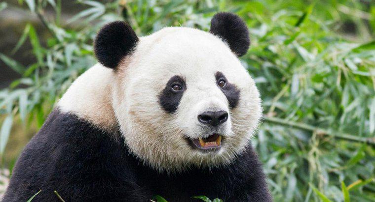 Co to są niektórzy wrogowie olbrzymiej pandy?
