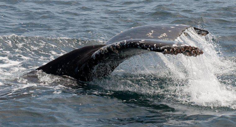 Co robią wieloryby humbaki?