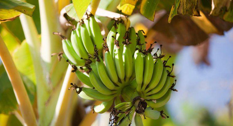 Jak odtwarzają się banany?