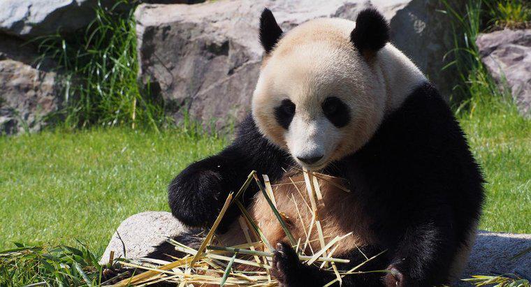 Jak wielkie pandy przystosowały się do swojego środowiska?