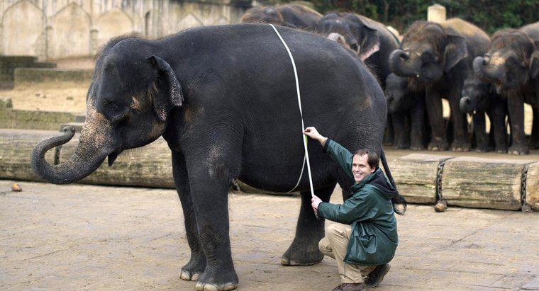 Ile słoni waży w tonach?