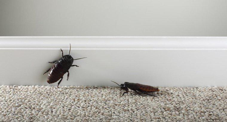 Jak wyeliminować karaluchy?