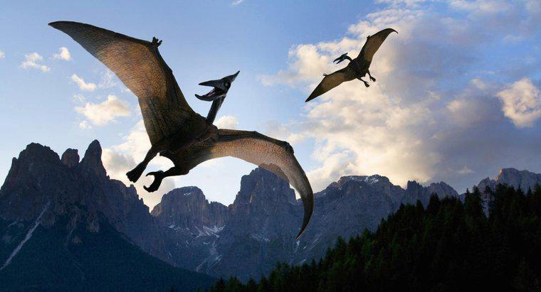 Jaka jest rozpiętość skrzydeł Pterodaktyla?
