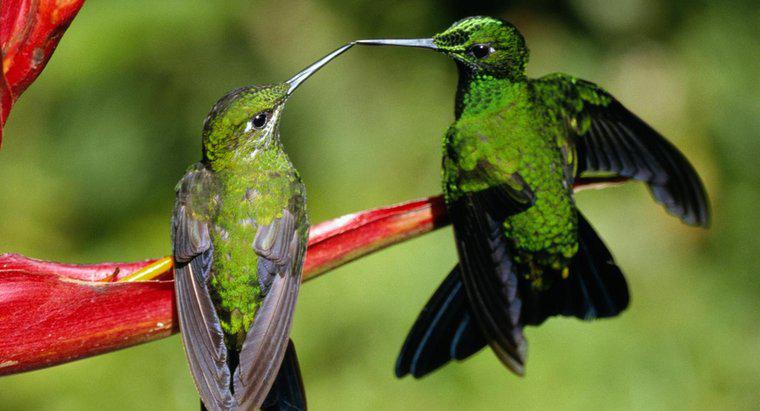 Jak reprodukują się kolibry?