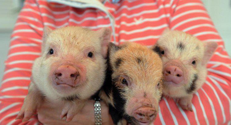 Jakiego rodzaju szczepienia są wymagane w przypadku Micro Pigs?