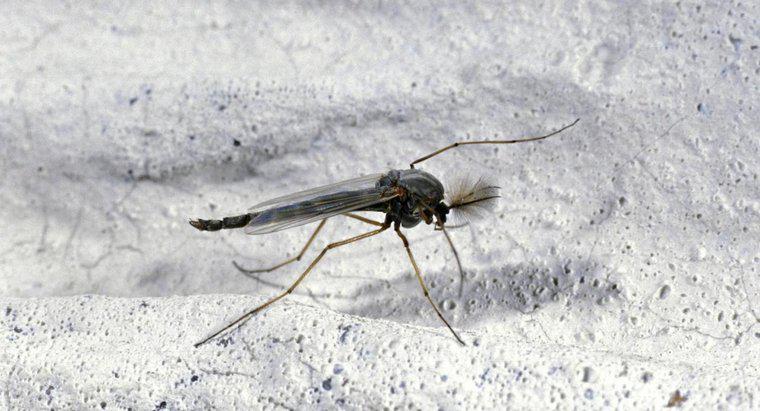 Co powoduje komary?