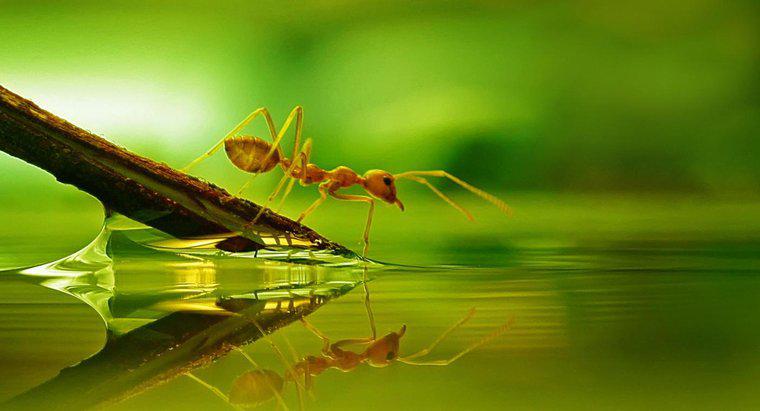 Czy mrówki mogą pływać?