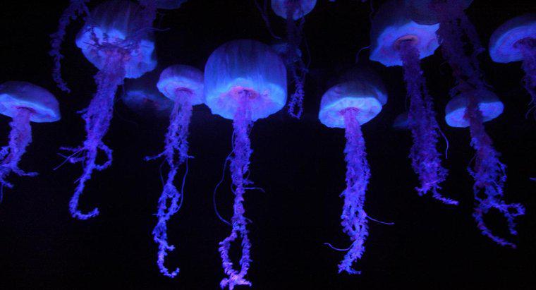 Ile macek ma meduza?