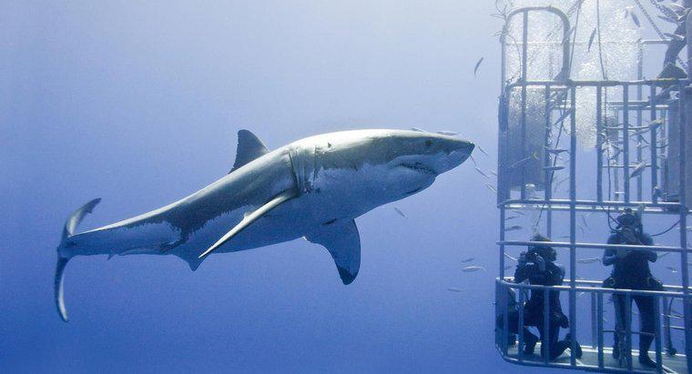 Jaki jest największy widziany wielki biały rekin?