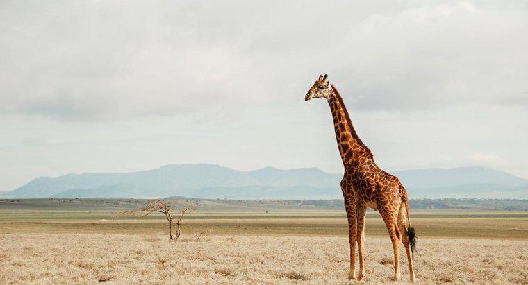 Jakie jest naturalne środowisko żyraf?