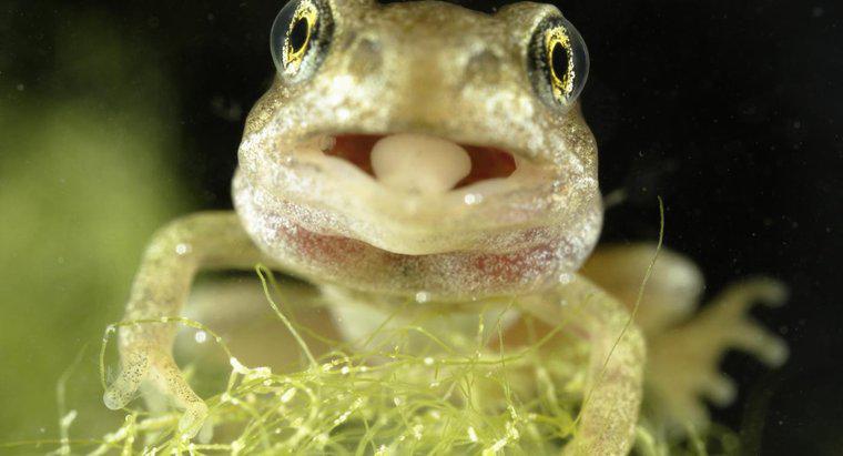 Jak długo trwa język żabki?