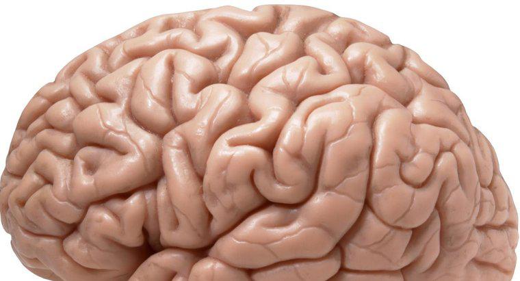 Czy prawy bok mózgu jest najważniejszą stroną?