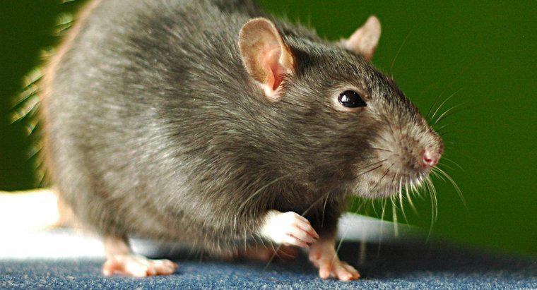Co nienawidzą szczurów?