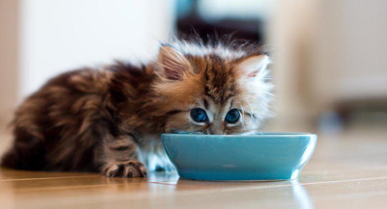 Jak długo kot może żyć bez jedzenia?