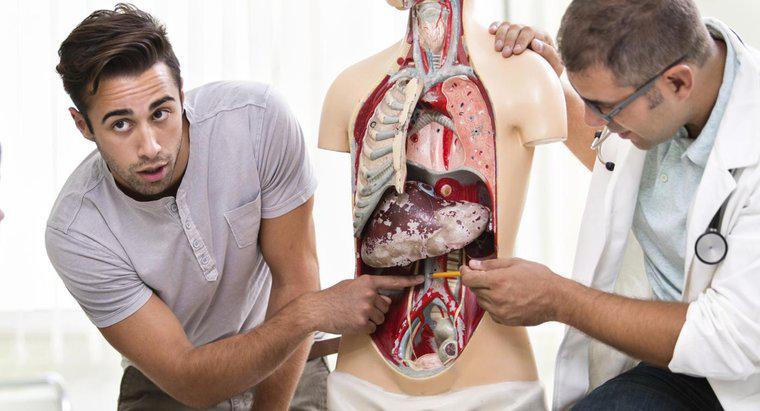 Jakie organy znajdują się w pobliżu śledziony u człowieka?