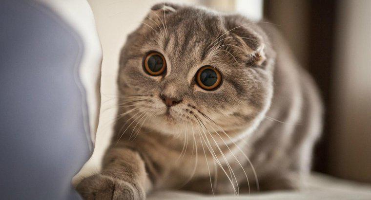 Co należy rozważyć przed zakupem kotka Scottish Fold Kitten?