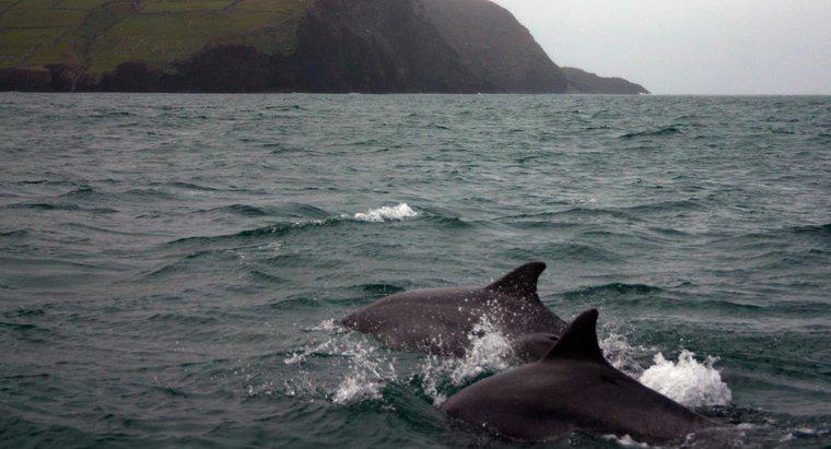 Czy mogę pływać z delfinami w Irlandii?
