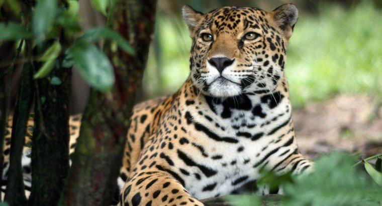 Jak Jaguar się chroni?
