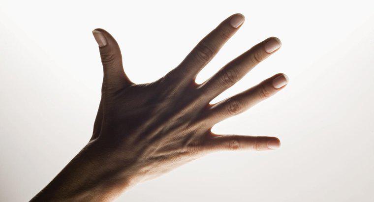Jakie są nazwy pięciu palców ręki?