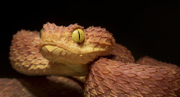 Jakie są najbardziej śmiercionośne węże w Afryce?