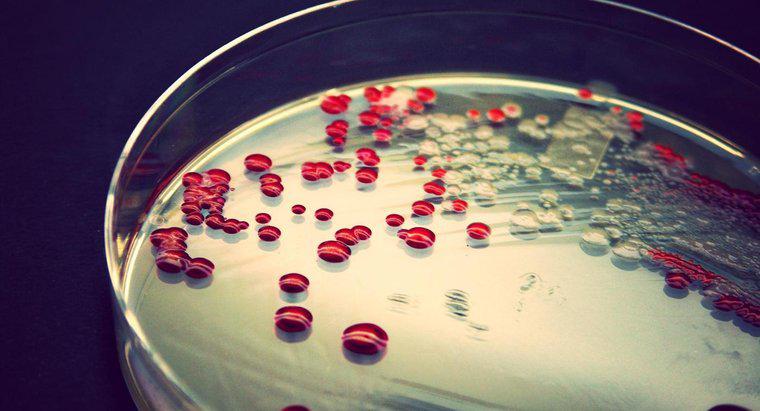 Co to jest lista niepatogennych bakterii?