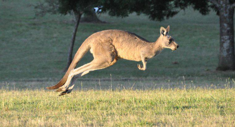 Co to jest kangur dziecięcy?