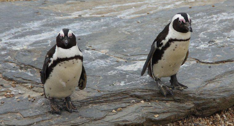 Jakie są interesujące informacje na temat pingwinów?