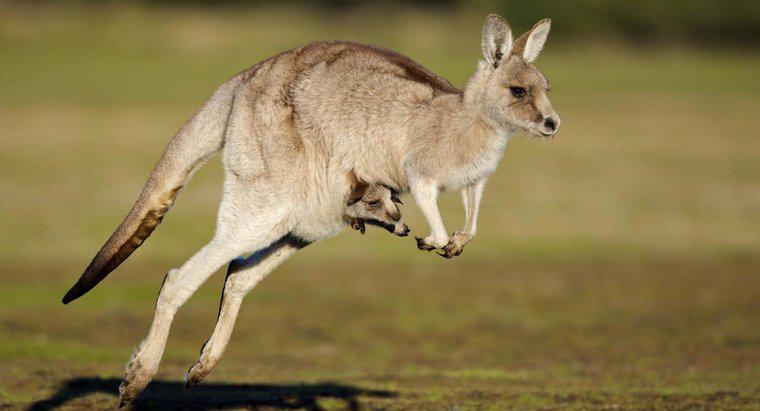 Jak długo jest w ciąży kangur?
