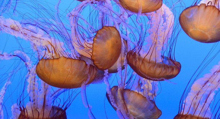 Jak klasyfikowane są meduzy?