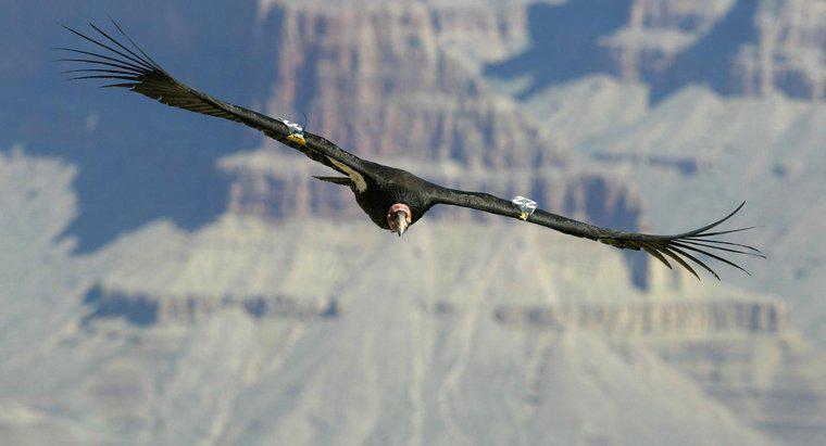 Jaki jest największy żyjący ptak latający?