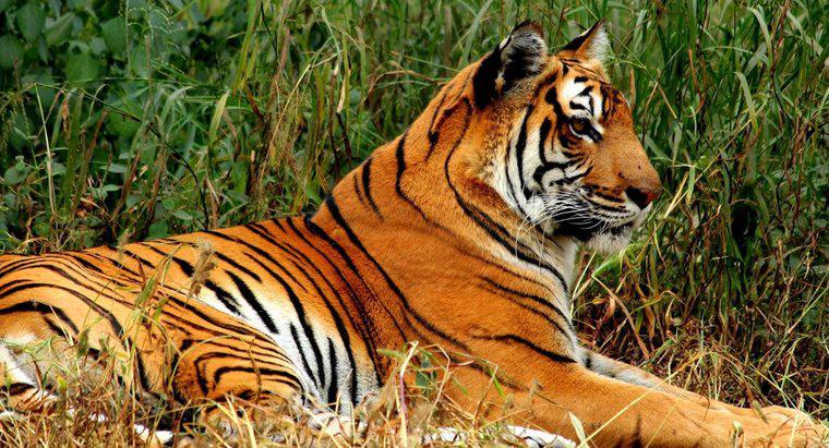 Jakie są interesujące fakty dotyczące tygrysa bengalskiego dla dzieci?