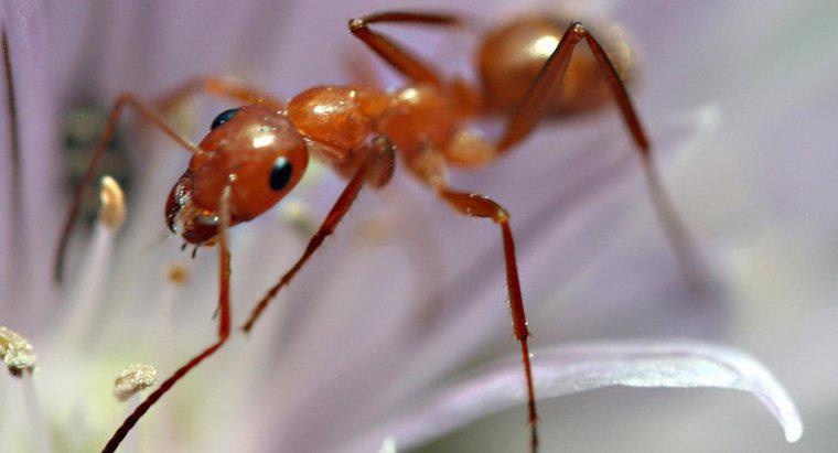 Czy mrówki wychodzą w zimie?
