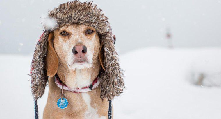 Jaka temperatura jest zbyt zimna dla psa?