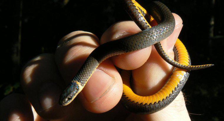 Co to jest czarny wąż z żółtą opaską?