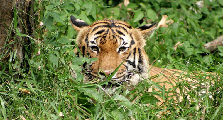 Jaki rodzaj jedzenia czy tygrysy jedzą?
