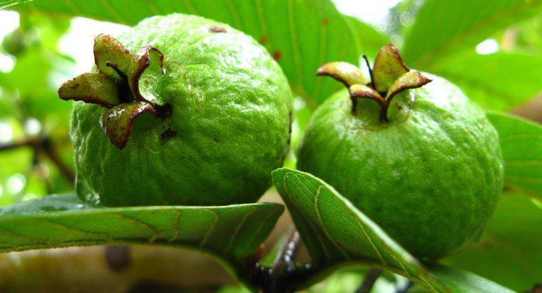 Co to jest naukowa nazwa Guava?