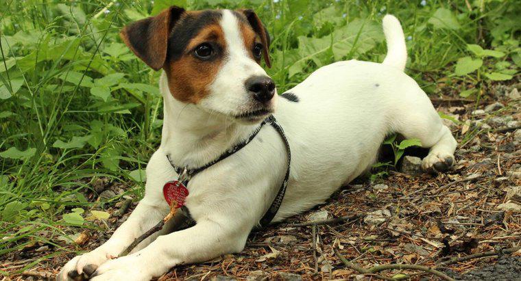 Czy Jack Russell Terriery Shed?