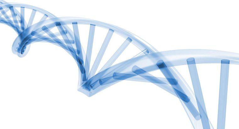 Na którym etapie cyklu komórkowego występuje replikacja DNA?