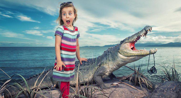 Jak komunikować się z aligatorem?