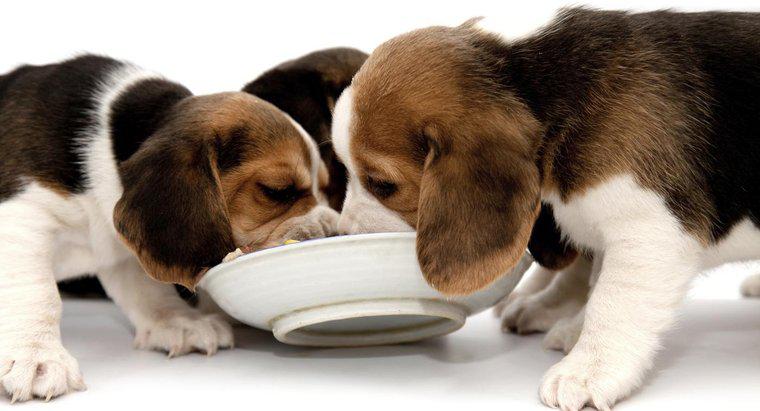 Co jedzą Beagle?