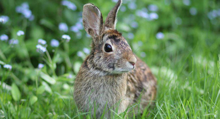 Jakie pokarmy dostarczają najbardziej odżywczych dla dzikich królików?